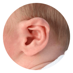 baby ears